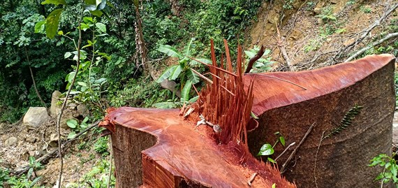 Quảng Bình: Để lâm tặc đốn hạ 100m3 gỗ lậu, Chủ tịch huyện rút kinh nghiệm!