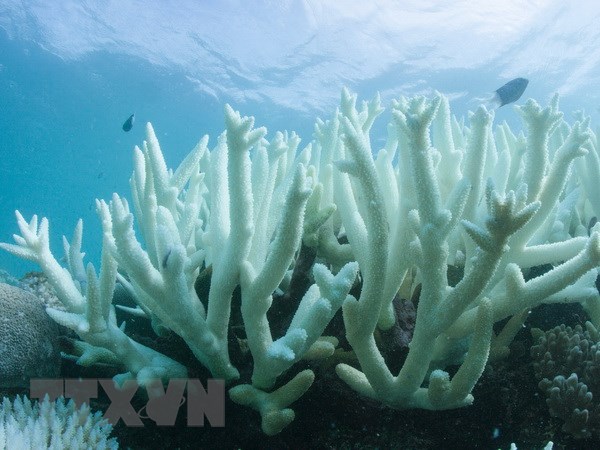 Australia cảnh báo khả năng xuất hiện El Nino trong năm nay