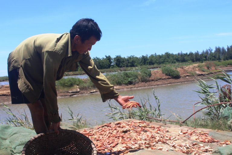 Trắng tay vì tôm chết hàng loạt