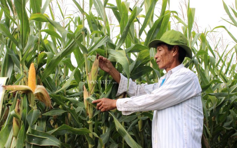 Ngô biến đổi gen “ì ạch” tăng diện tích