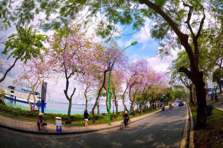 Hà Nội nỗ lực phủ xanh phố phường