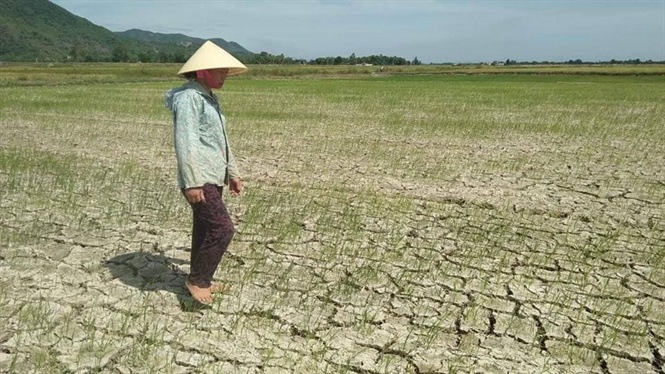 Lúa miền Trung “ngắc ngoải” sau đợt nắng nóng khủng khiếp
