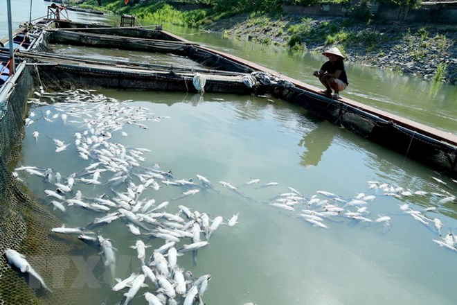 Phú Thọ: Cá lồng trên Sông Đà chết hàng loạt do xả lũ