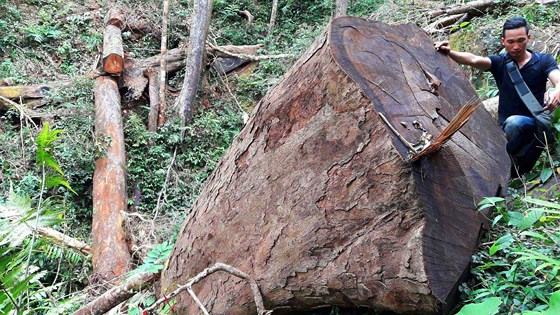 Hàng loạt cán bộ, nhân viên Ban Quản lý rừng phòng hộ Ia Ly bị kỷ luật