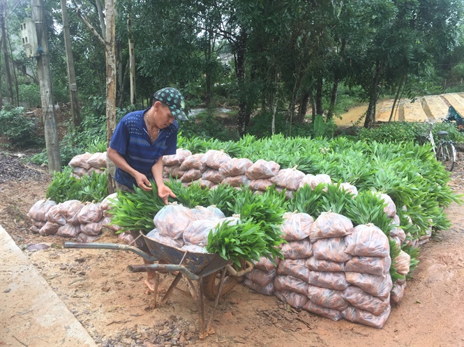 Quản lý chặt giống cây lâm nghiệp