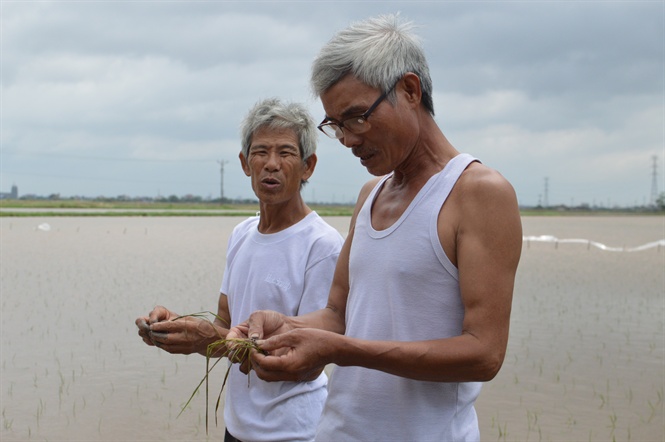 Hơn 20.000ha lúa non ở Nam Định ngắc ngoải trong biển nước