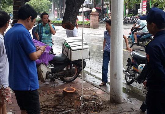 Hà Nội: Một cây sưa đỏ bị cưa trộm trong đêm mưa bão