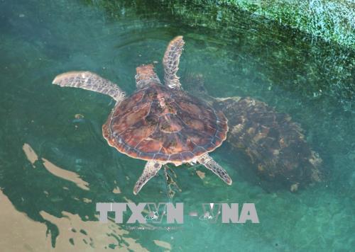 Bảo tồn đa dạng sinh học gắn với phát triển du lịch bền vững Vườn quốc gia Núi Chúa