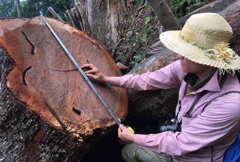 Sa mu trăm tuổi “ứa máu” trên đỉnh Phu Lon – Bài 2