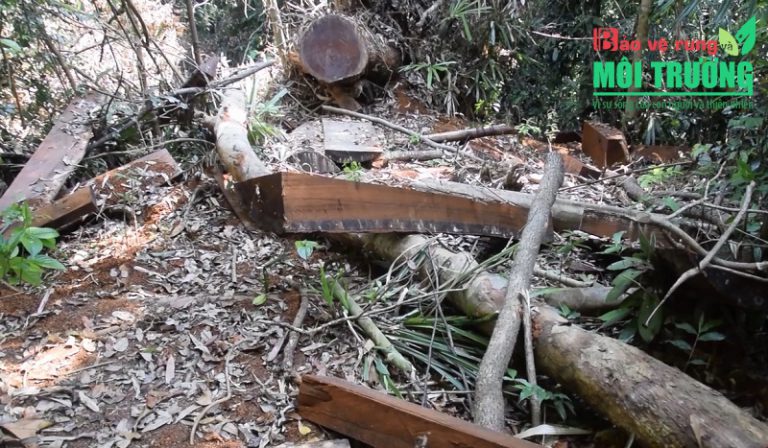 Khi đại ngàn chưa yên – Bài cuối