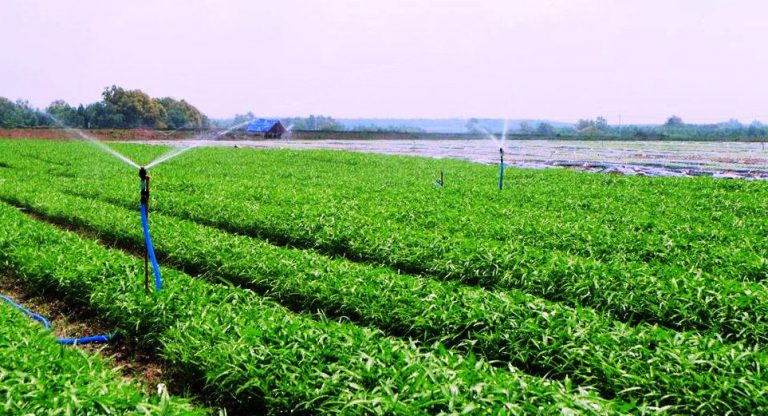 Nhân rộng mô hình nông nghiệp hữu cơ
