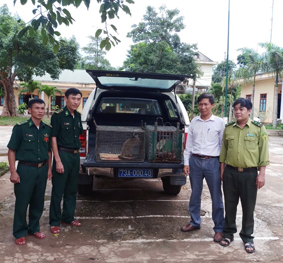 Tiếp nhận 6 cá thể động vật hoang dã bị bẫy bắt trái phép để cứu hộ