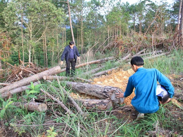 Vụ phá rừng tại Lâm Đồng: Tạm đình chỉ công tác Phó Chủ tịch UBND xã