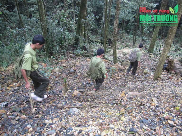 Chuyển hạt kiểm lâm VQG sang trực thuộc Chi cục Kiểm lâm sẽ mất rừng