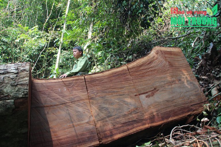 Bảo vệ rừng gặp khó nếu kiểm lâm không trực thuộc quản lý của VQG, KBT