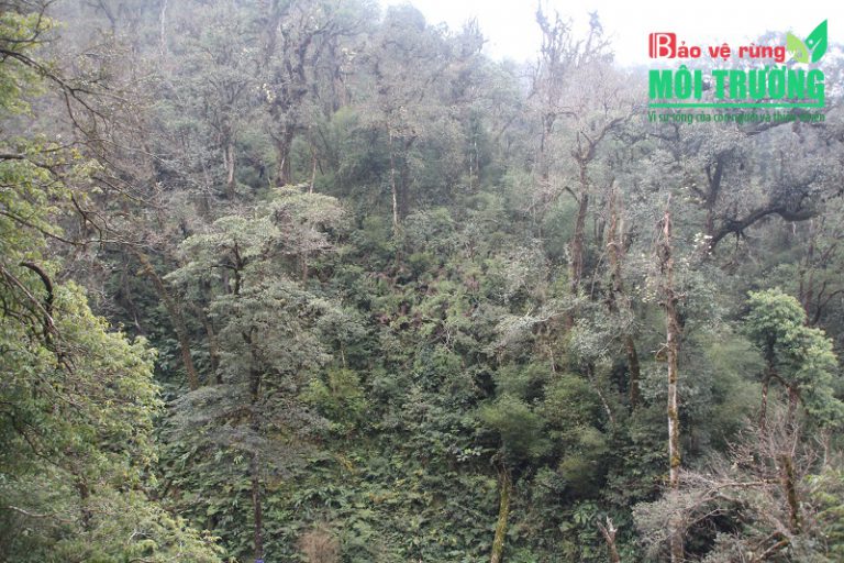 Hướng đi nào cho ngành Lâm nghiệp nước ta: Cơ hội phát triển kinh tế bền vững từ rừng tự nhiên (Kỳ 4)