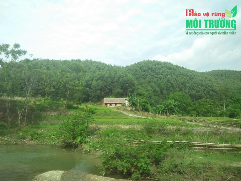 Hướng đi nào cho ngành Lâm nghiệp nước ta: Gỗ rừng trồng sẽ thay thế gỗ rừng tự nhiên (Kỳ cuối)