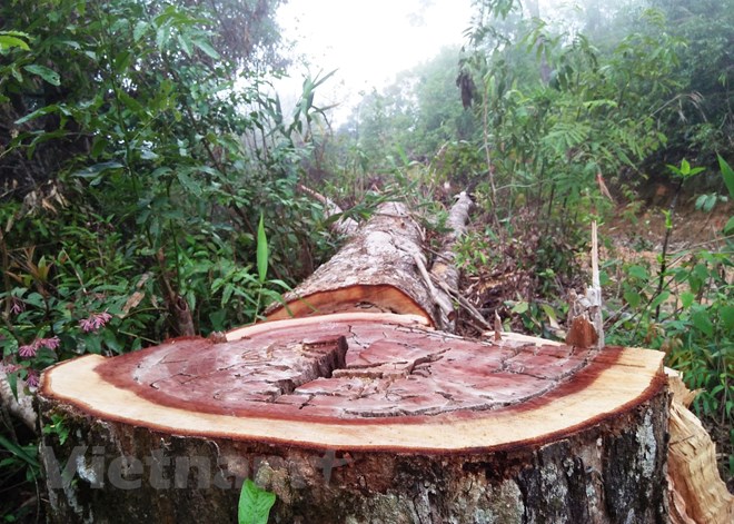 Đột kích sào huyệt phá rừng được coi là “an toàn nhất Tây Nguyên”