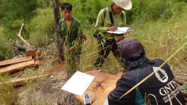 Đắk Lắk: Cưa gỗ quý vườn quốc gia, 15 thanh niên bị truy tố