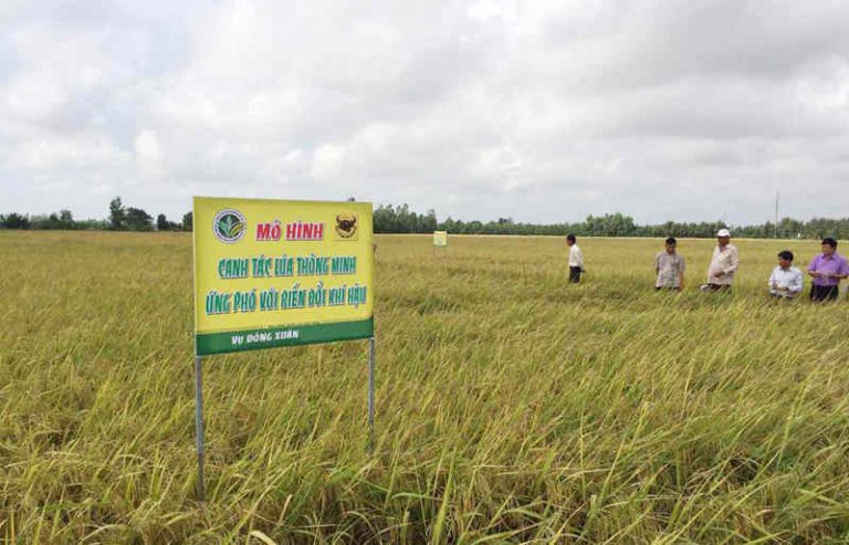Nông nghiệp thích ứng biến đổi khí hậu: Giải quyết những việc cấp bách