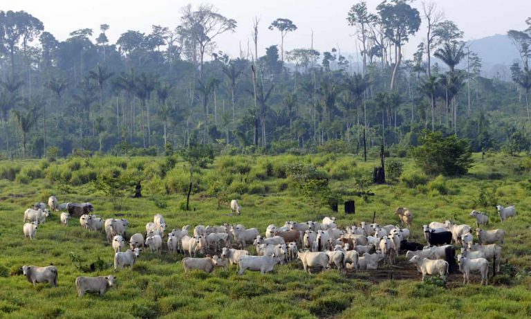 Kiểm soát tiêu thụ thịt, sữa giúp giảm phát thải khí nhà kính trong nông nghiệp