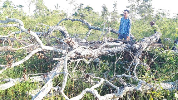 Nhiều chủ rừng… tàn phá rừng