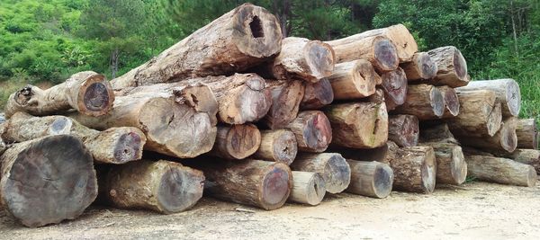 Tội ác dưới những tán rừng xanh…