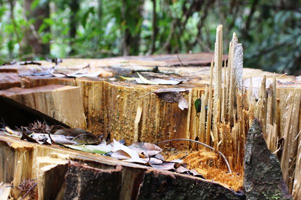 Vì sao lâm tặc dễ dàng xâm hại rừng tự nhiên, “xẻ thịt” cây cổ thụ