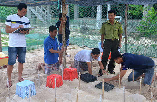 Hành trình rùa biển – Bài cuối: Tiền đề cho tương lai