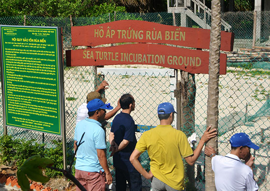 Hành trình rùa biển – Bài 3: Từ Côn Đảo nghĩ về Cù Lao Chàm
