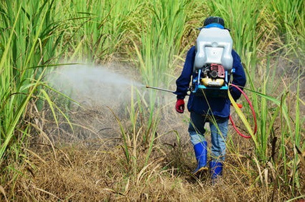 Greenpeace kiện một Bộ trưởng Ba Lan cho dùng thuốc trừ sâu bị cấm