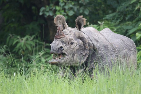 Những dấu hỏi đằng sau cái chết của Tê giác Nepal