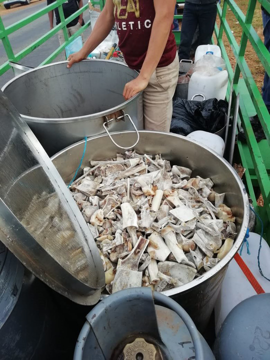 Nam Phi: 6 người Việt tham gia giết 40 con sư tử trong 2 ngày