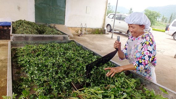 Bảo tồn và phát huy giá trị cây thuốc Việt – Bài 2: Xóa nghèo từ cây thuốc