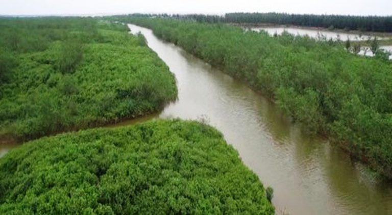 Thái Bình: Thành lập Khu Bảo tồn đất ngập nước huyện Thái Thụy