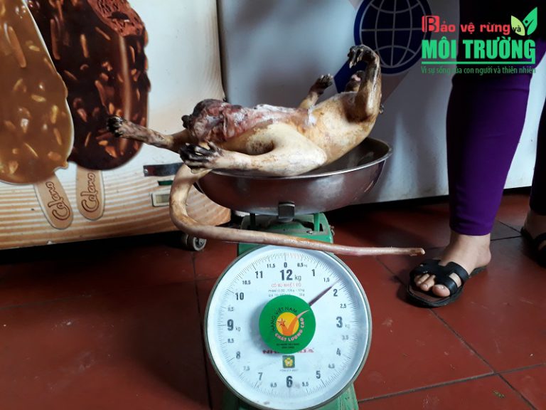 Mùa diệt muông thú ở Gia Lai (Kỳ 1): Săn thú trong nhà hàng