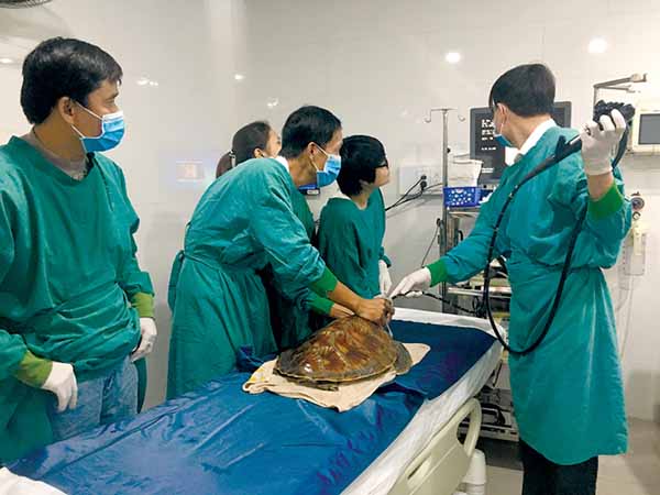 Từ chuyện cứu rùa biển…