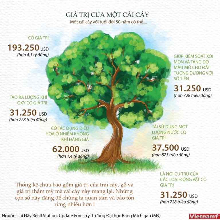 Bạn biết gì về giá trị của một cây xanh 50 tuổi?