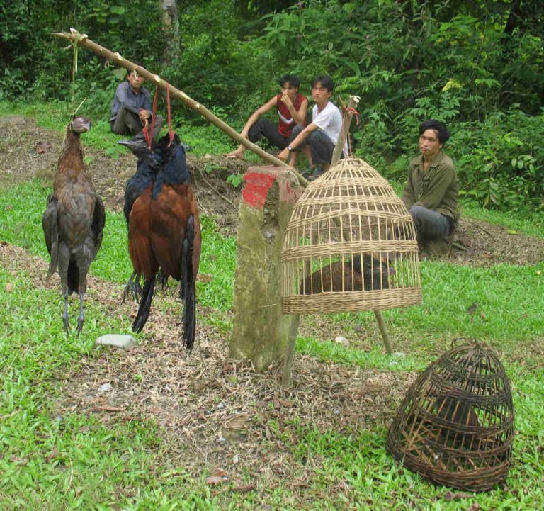 Niềm tin mù quáng vô tình giết chết các báu vật thiên nhiên