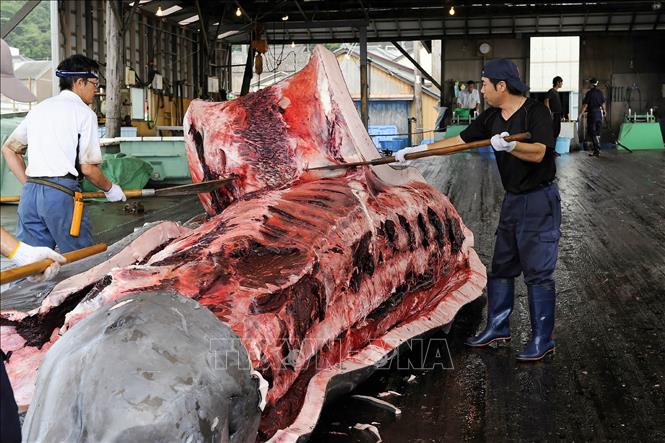 Nhật Bản nối lại hoạt động đánh bắt cá voi thương mại