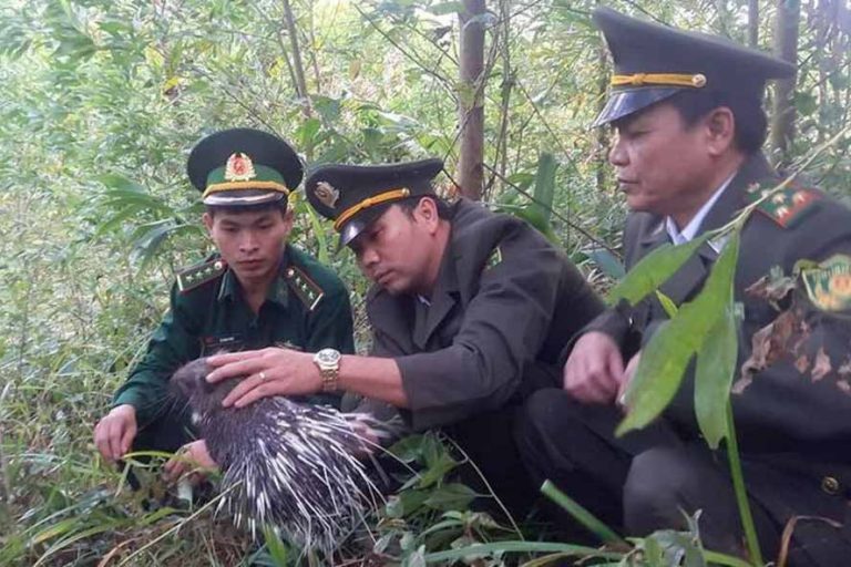 Gùi cả bao tải chứa động vật hoang dã qua khu vực biên giới