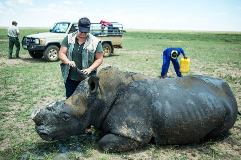 “Rhino Coin” có cứu được tê giác châu Phi?