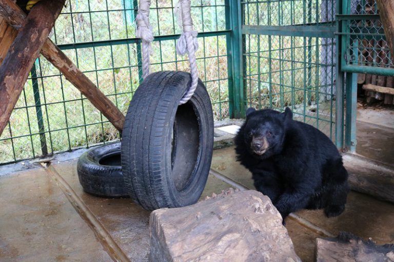 Lào Cai tăng cường bảo vệ động vật hoang dã trên địa bàn