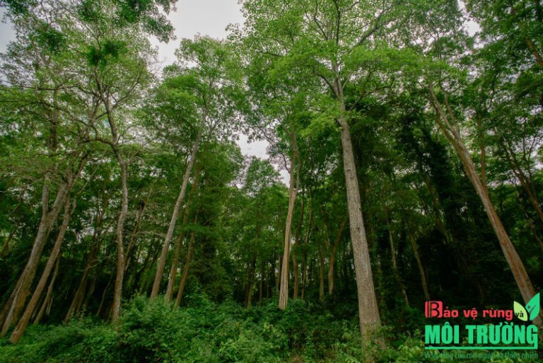Chữa lành khí hậu và đa dạng sinh học bằng phục hồi rừng: Hiệu quả nhưng bị xem nhẹ