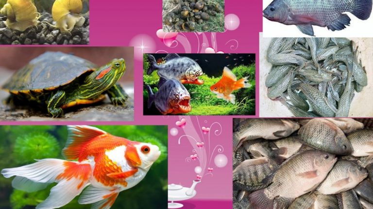 Nhận diện rõ sinh vật ngoại lai