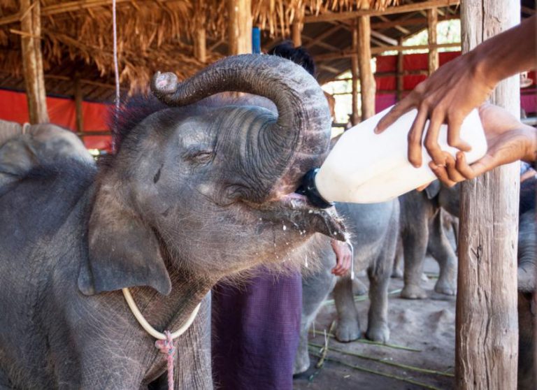 Myanmar tiếp tục thành lập trại voi vì mục đích du lịch và bảo tồn