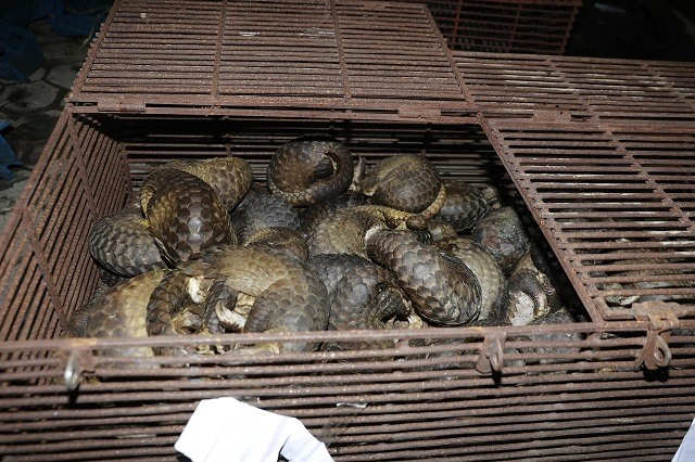 Triệt phá đường dây nuôi, nhốt, buôn bán tê tê