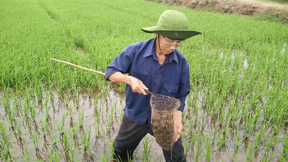 Tiềm ẩn rủi ro từ sinh vật ngoại lai
