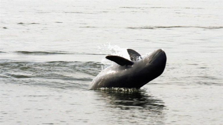 92 con cá heo Irrawaddy cuối cùng ở Mê Công có thể không sống sót