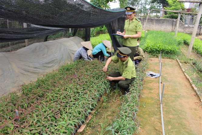 Bắc Giang: Trồng mới 983 ha rừng và 620.000 cây phân tán